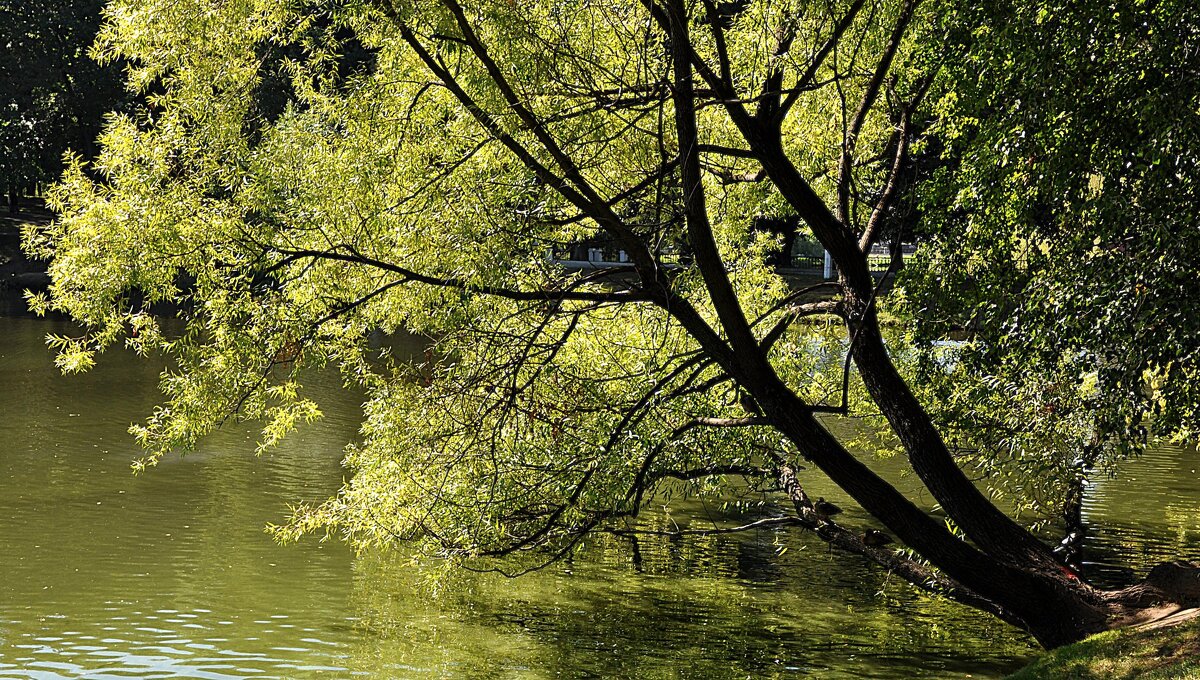 В тиши у пруда,,, - Анатолий Колосов В тиши у пруда,,, - Анатолий Колосов