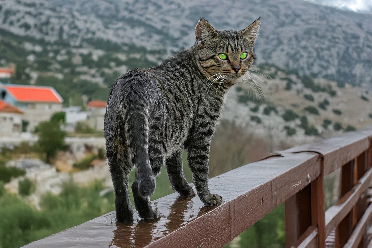 Странник - Shmual & Vika Retro Странник - Shmual & Vika Retro