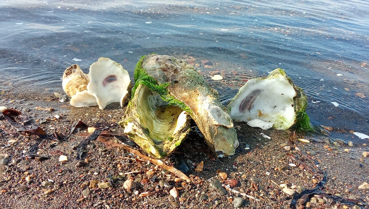 выбираем раковины - ИРЭН@ . выбираем раковины - ИРЭН@ .