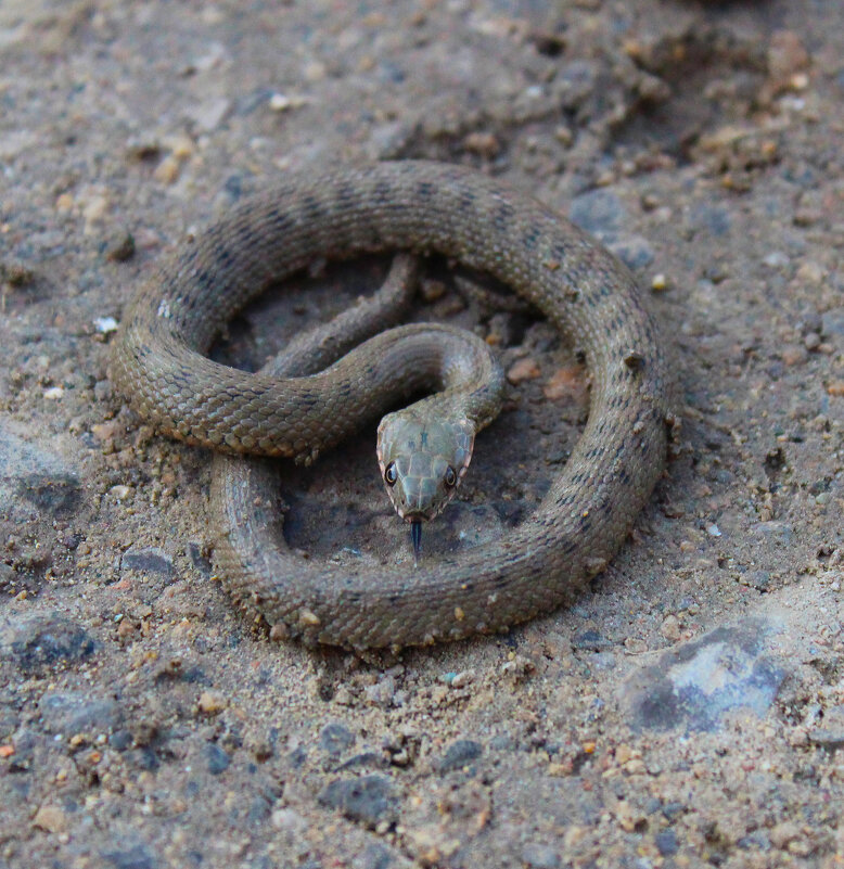 Водяной уж. - Александр. AVG100 ---