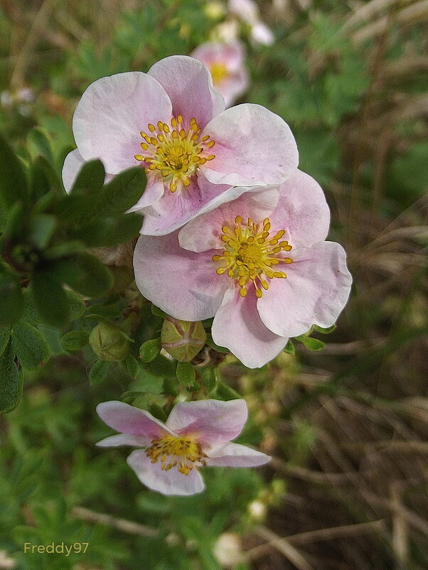 Лапчатка - Freddy 97