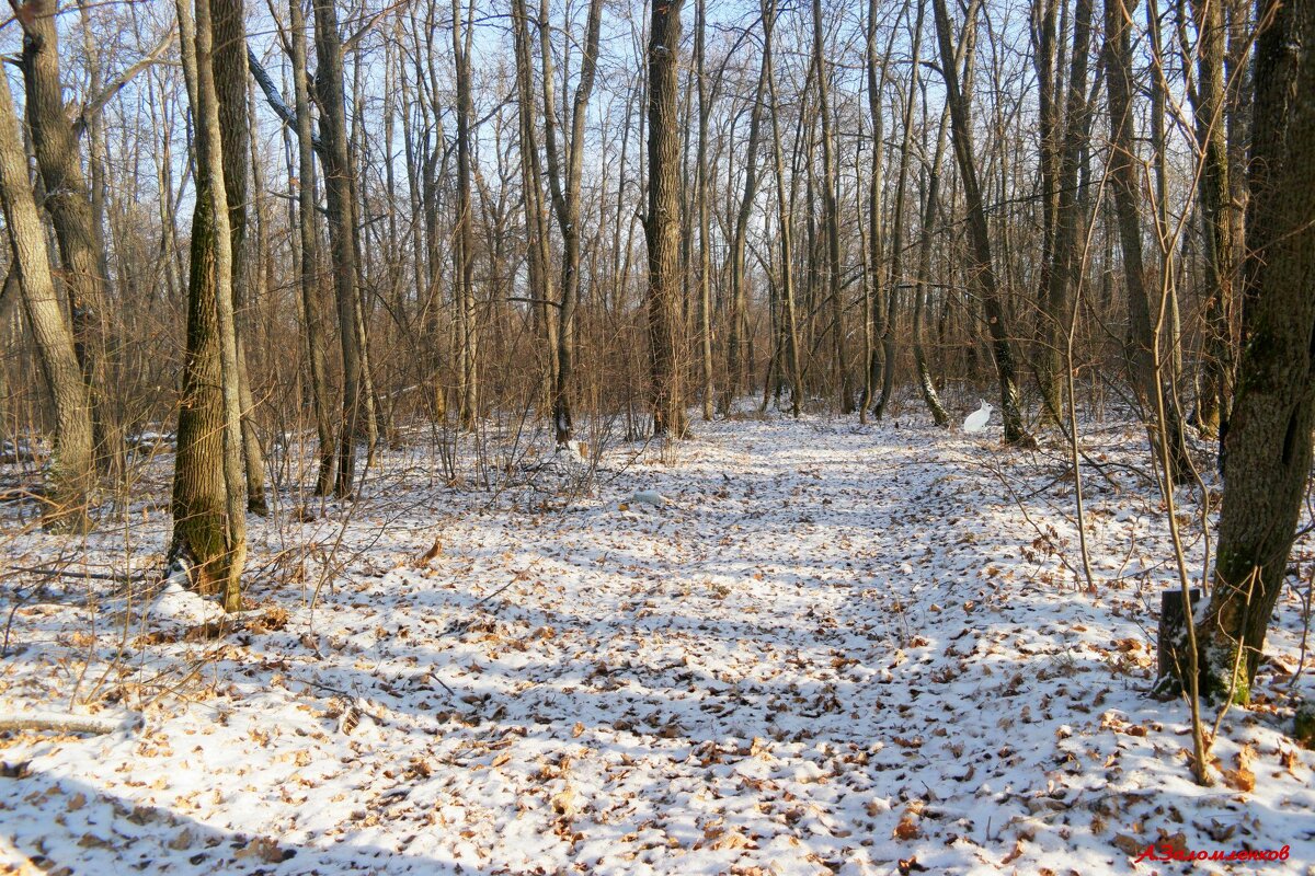 О прогулках в нашем декабре.... - Андрей Заломленков О прогулках в нашем декабре.... - Андрей Заломленков