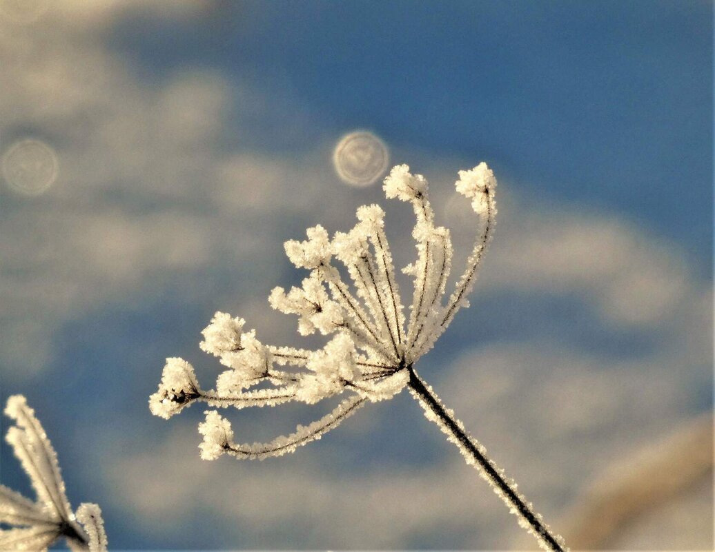 .... - Ольга Митрофанова
