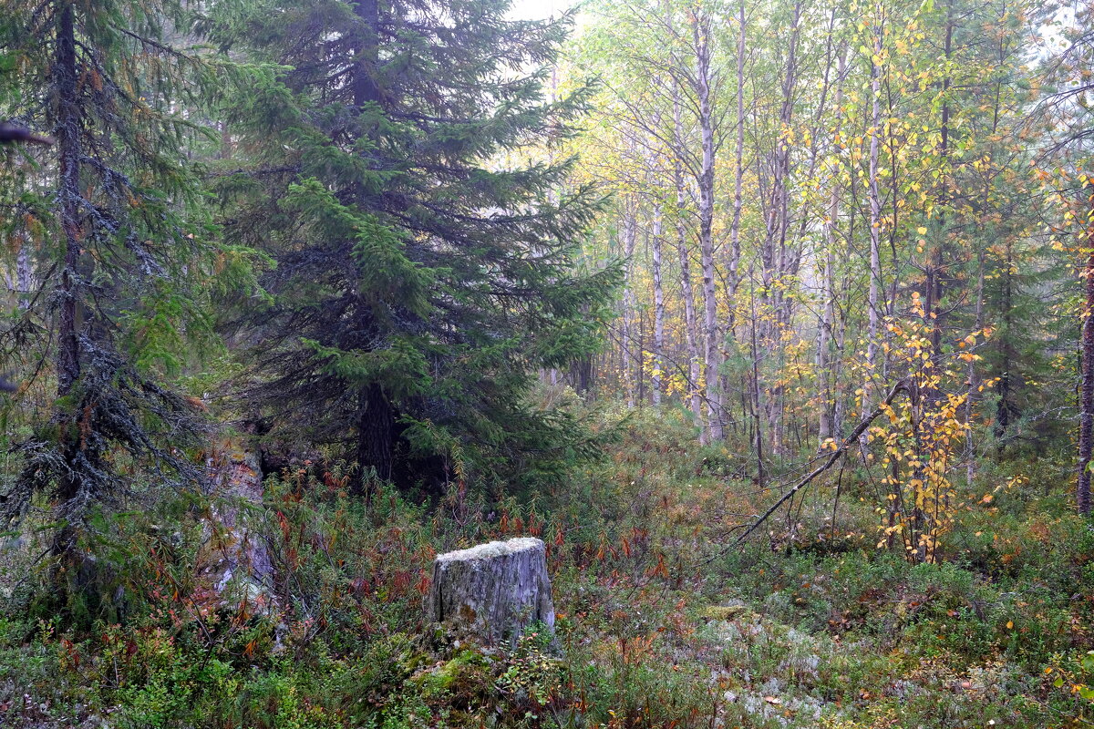 В сказочном лесу - Андрей Зайцев В сказочном лесу - Андрей Зайцев