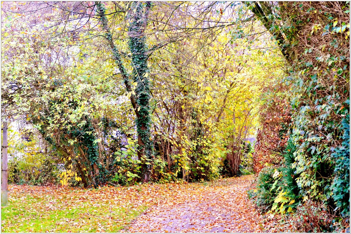 В ОСЕННЕМ САДУ... - Elvira E. В ОСЕННЕМ САДУ... - Elvira E.