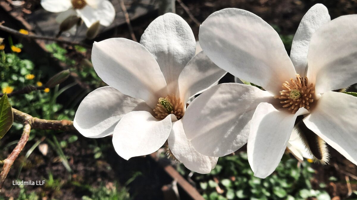 Тёплые воспоминания - Liudmila LLF Тёплые воспоминания - Liudmila LLF