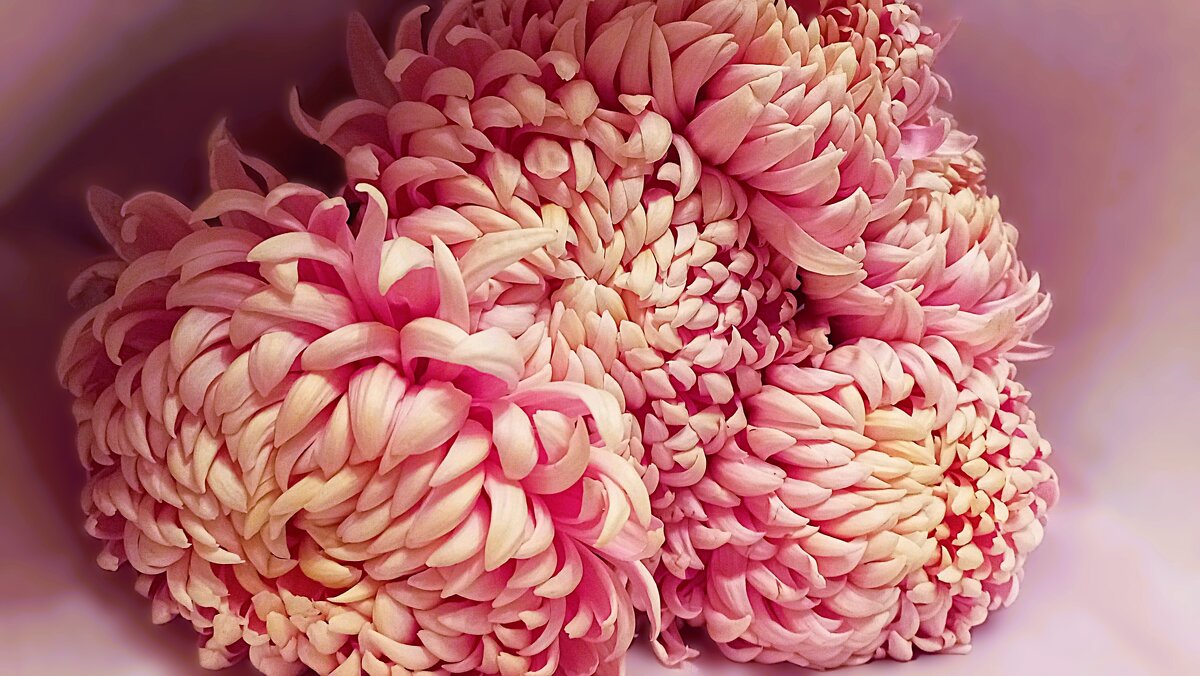 С улыбкой застенчивой - Hope С улыбкой застенчивой - Hope