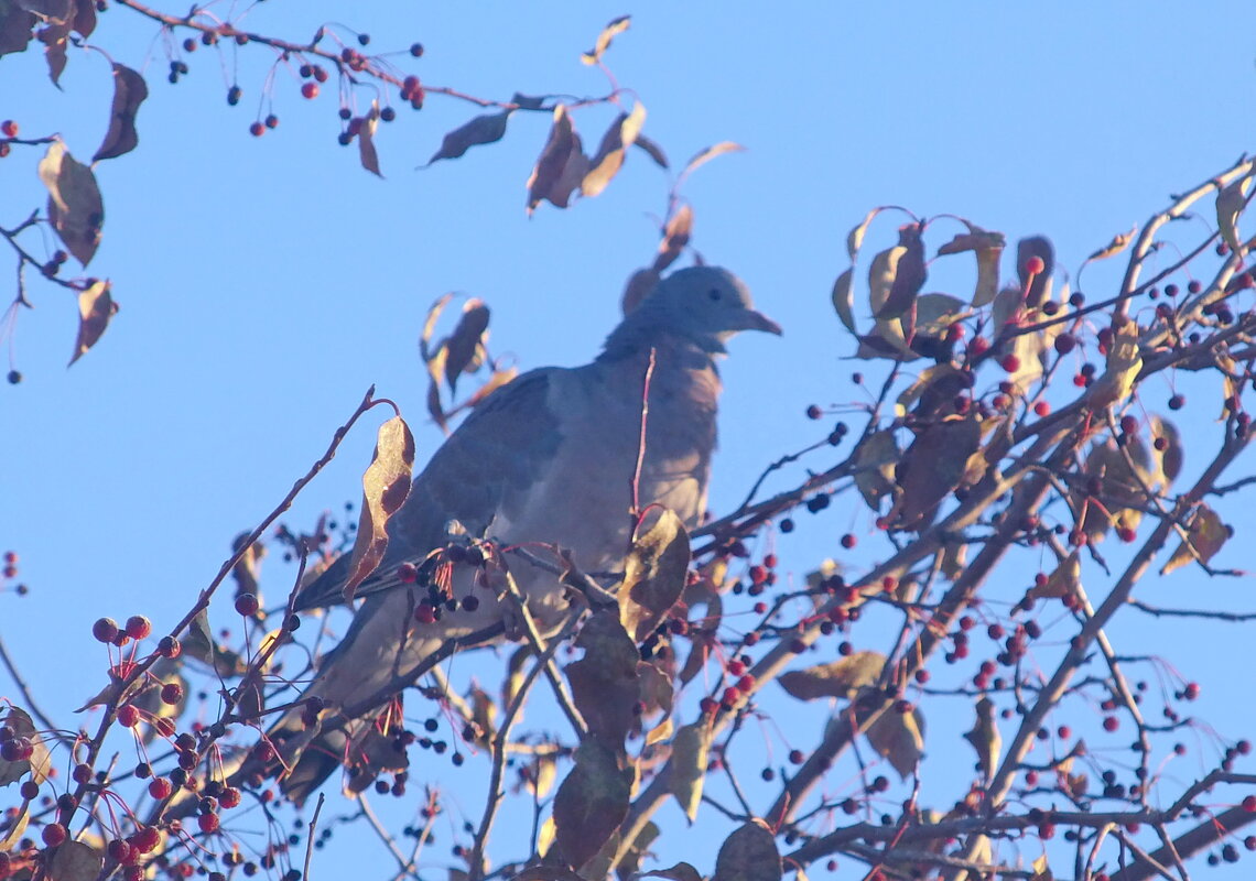 Дикий голубь. - сергей ермошкин Дикий голубь. - сергей ермошкин