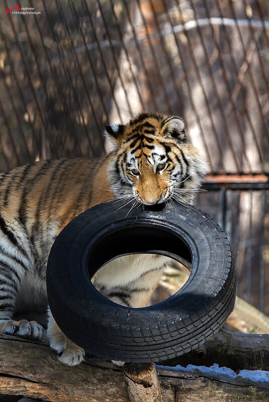 С игрушкой - Андрей Пристяжнюк С игрушкой - Андрей Пристяжнюк
