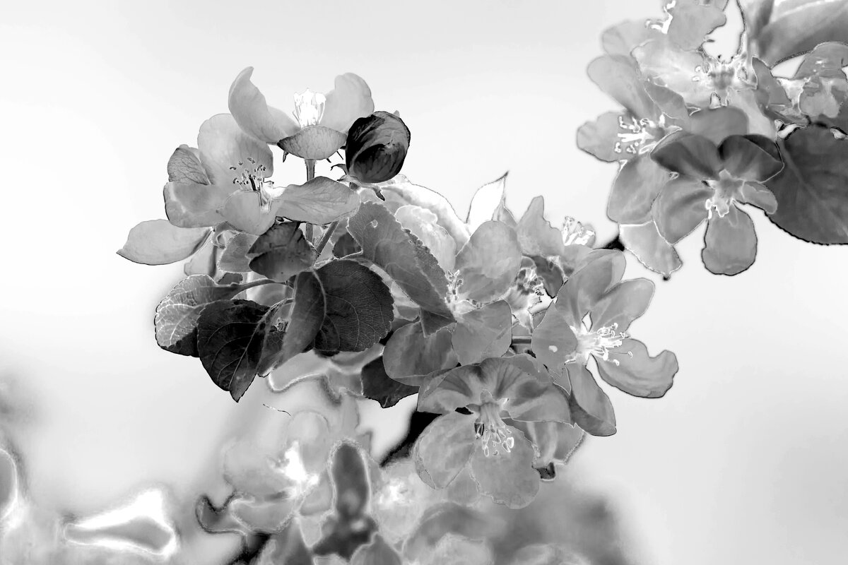 Б/Н - Николай 