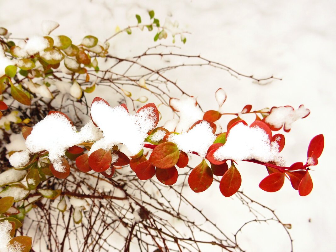 Нарядная веточка - Андрей Снегерёв