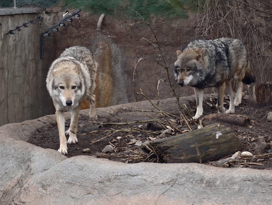 Волки - <<< Наташа >>>