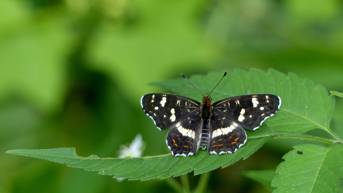 опять про бабочек...158 - Александр Прокудин