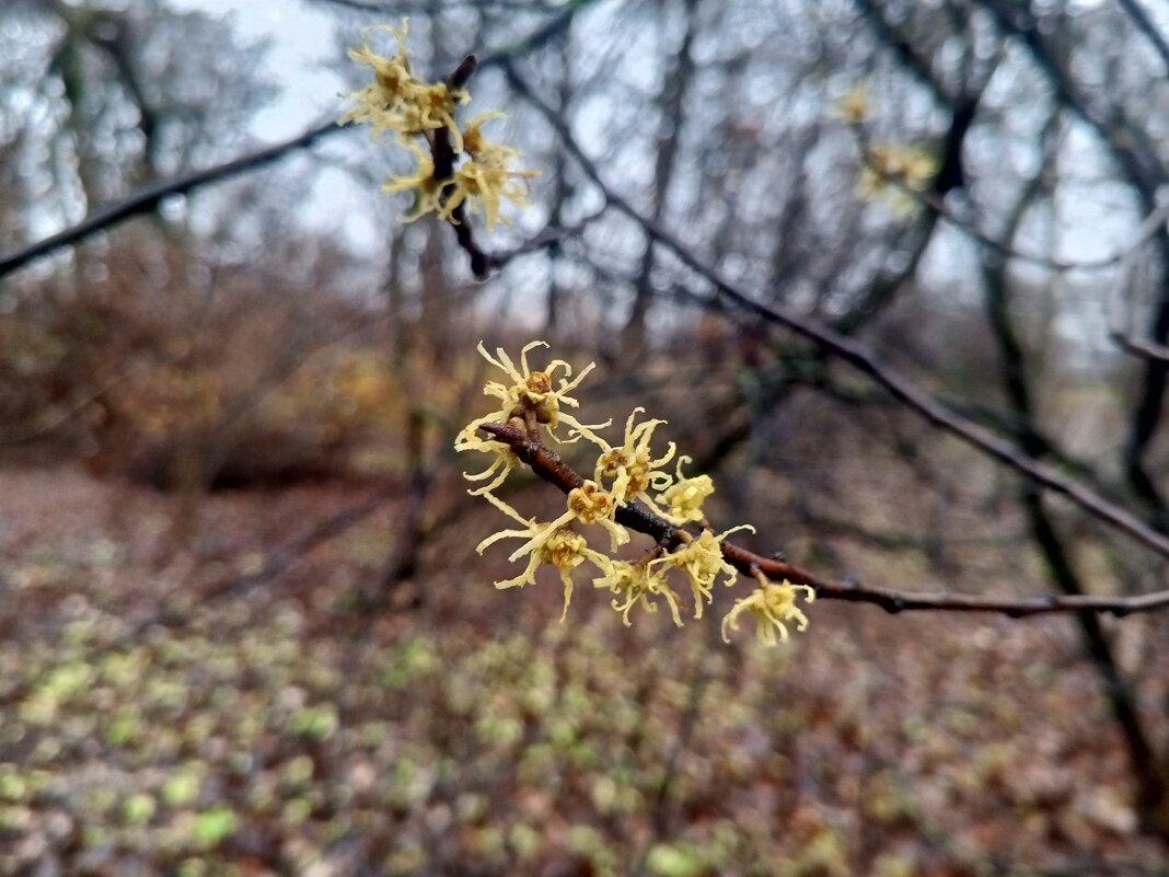 Гамамелис - Сапсан 