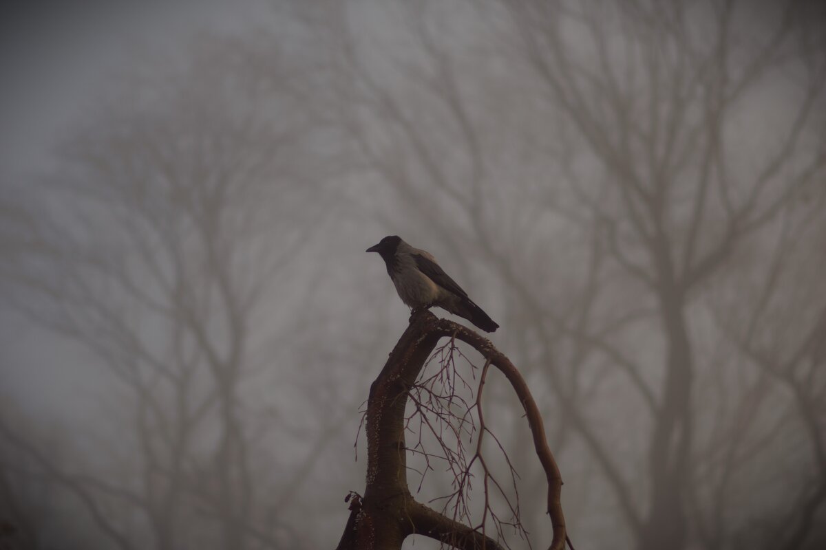 Тьфу ты, что ты каркаешь! - Юрий Полторыхин.