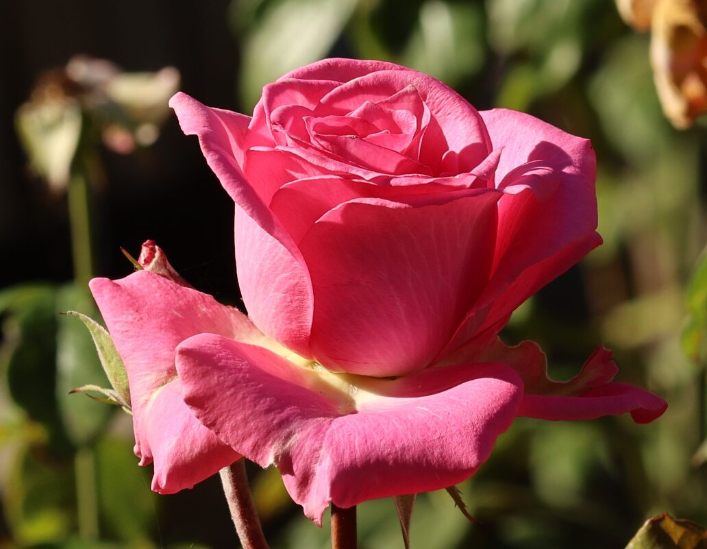 Королева - Светлана Тихонина Королева - Светлана Тихонина