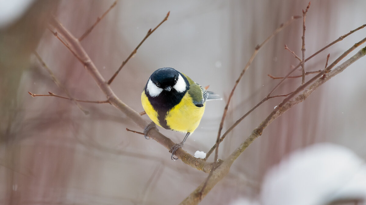 Большая синица - Владимир Лазарев