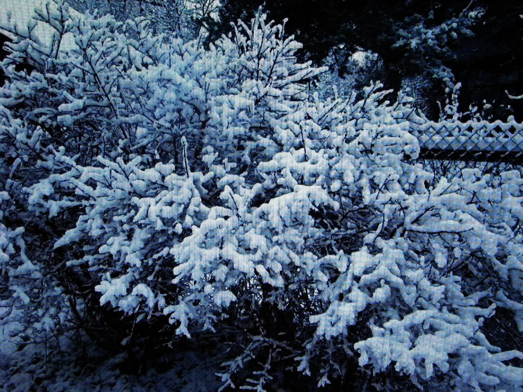 Снежная красота - Людмила Смородинская