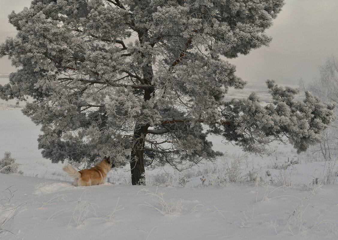 Зимняя прогулка с рыжим псом - Сергей Шаврин