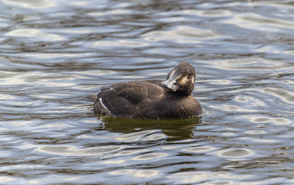 турпан. - юрий макаров