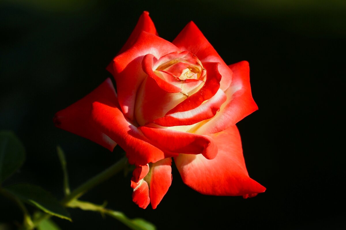 Доброе утро - Юрий. Шмаков Доброе утро - Юрий. Шмаков