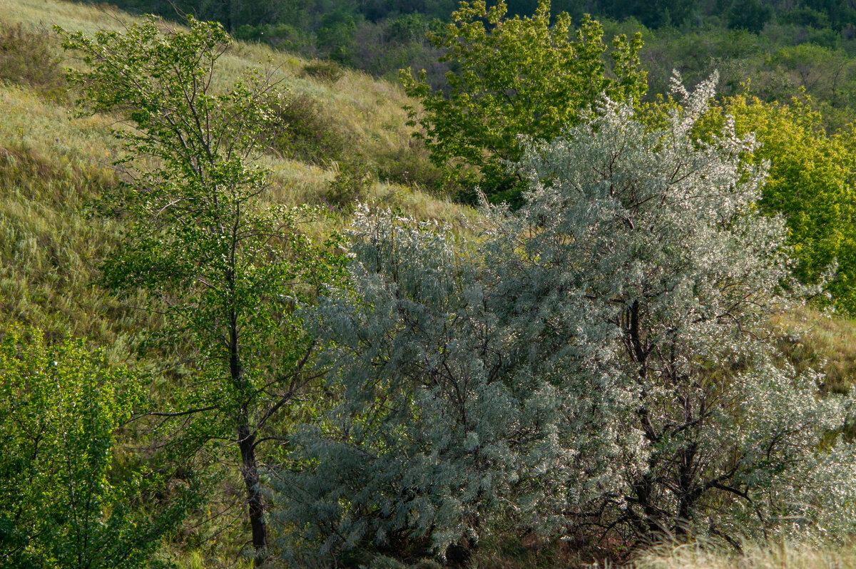 Родные просторы - Сергей В