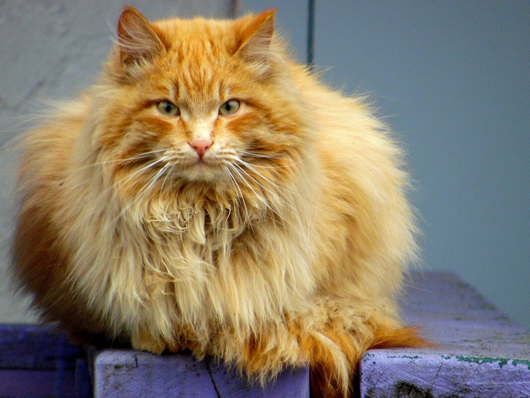 Рыжая Дуся. - nadyasilyuk Вознюк