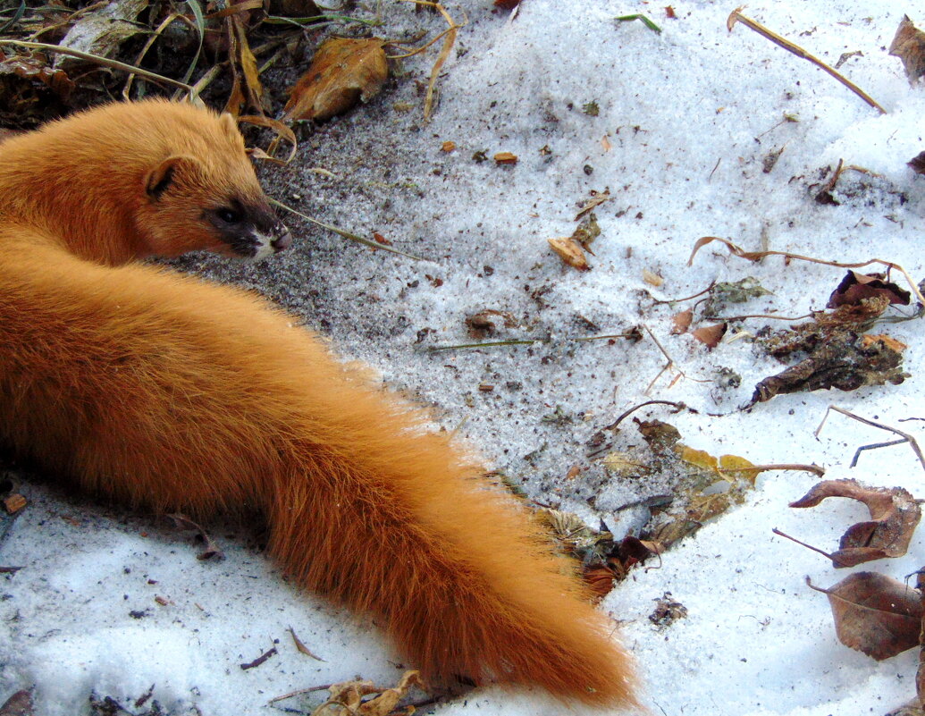 Колонок наверное. - nadyasilyuk Вознюк