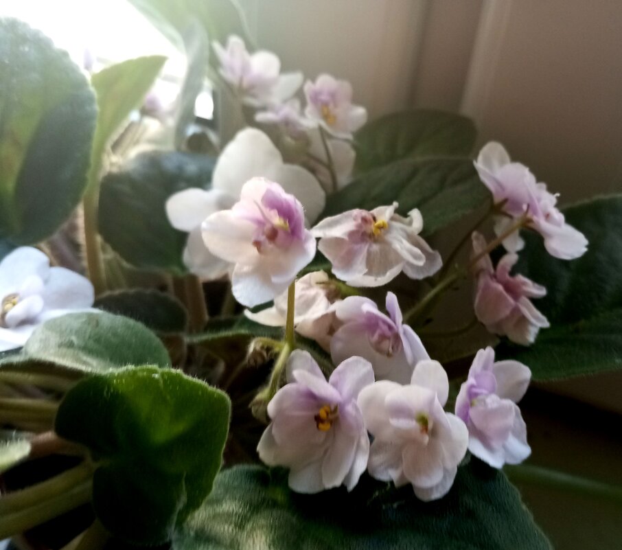 Фиалка - Елена Семигина