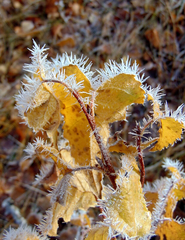 Листья в шубки нарядились. - nadyasilyuk Вознюк