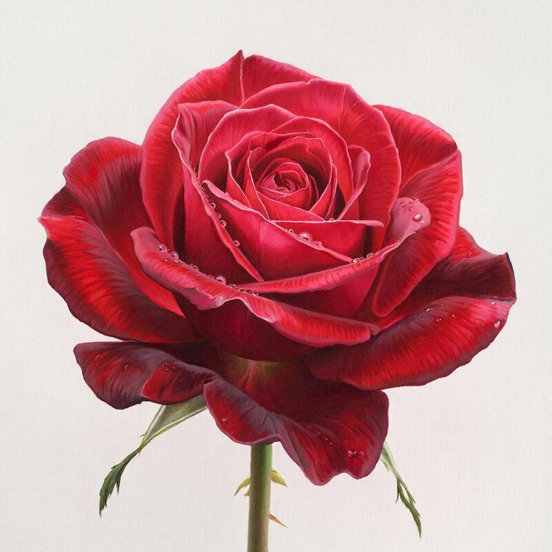 роза - СЕРГЕЙ ФИЛОЧКИН