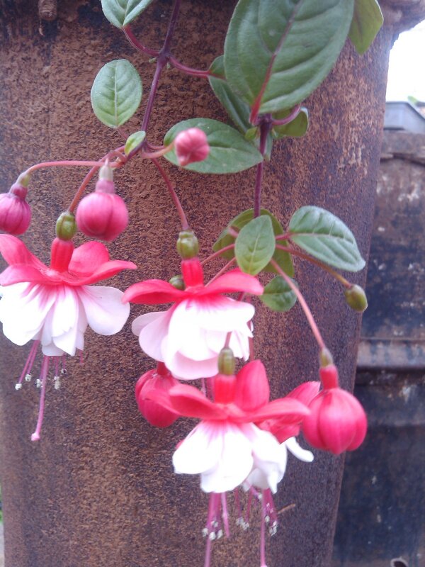 фуксия - СЕРГЕЙ ФИЛОЧКИН