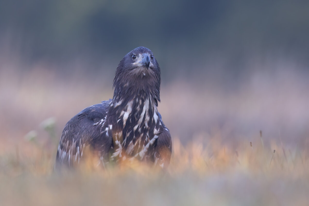 *** - Евгений Фруман