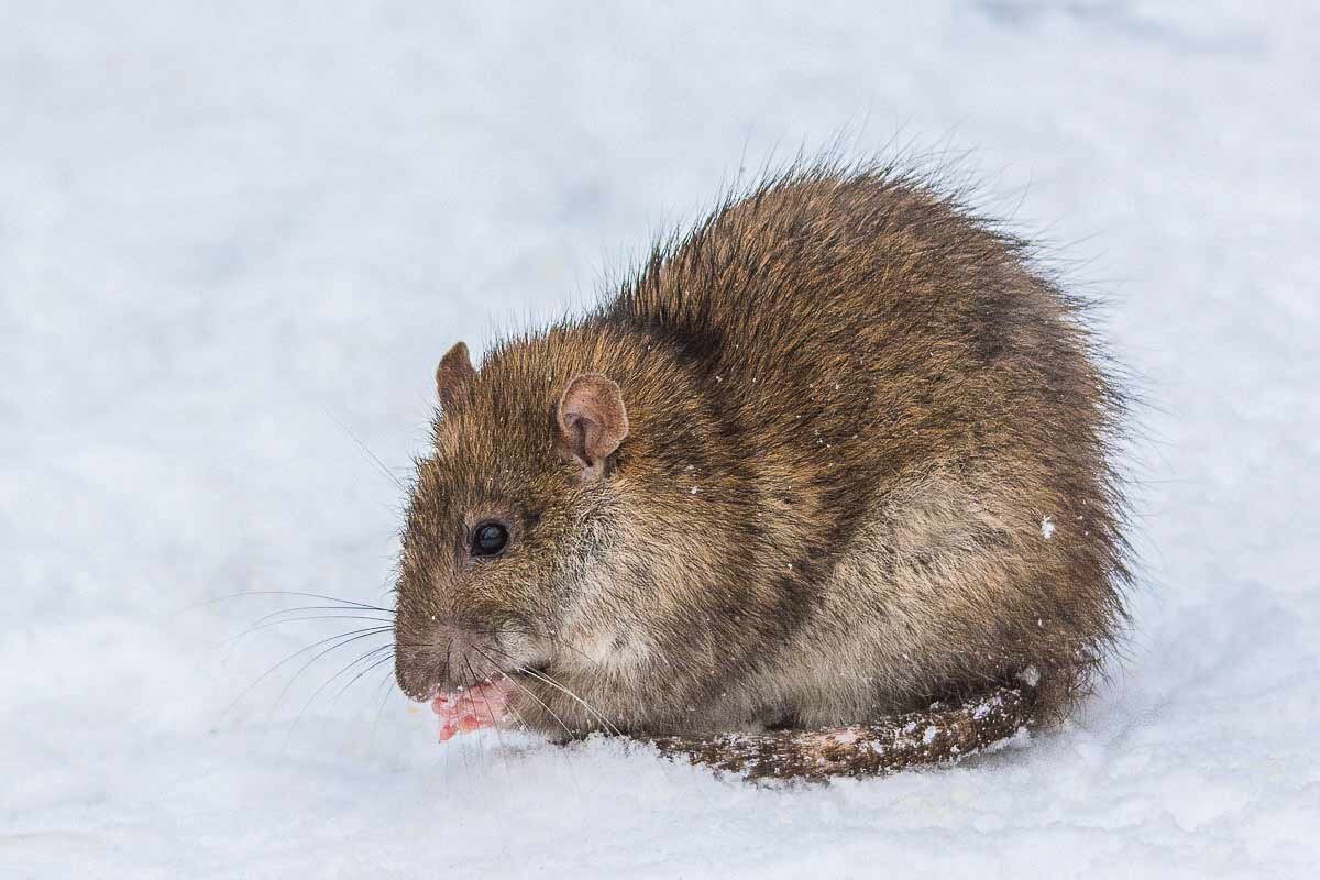 Ой! Ручки замёрзли. - Nik Lovec Ой! Ручки замёрзли. - Nik Lovec