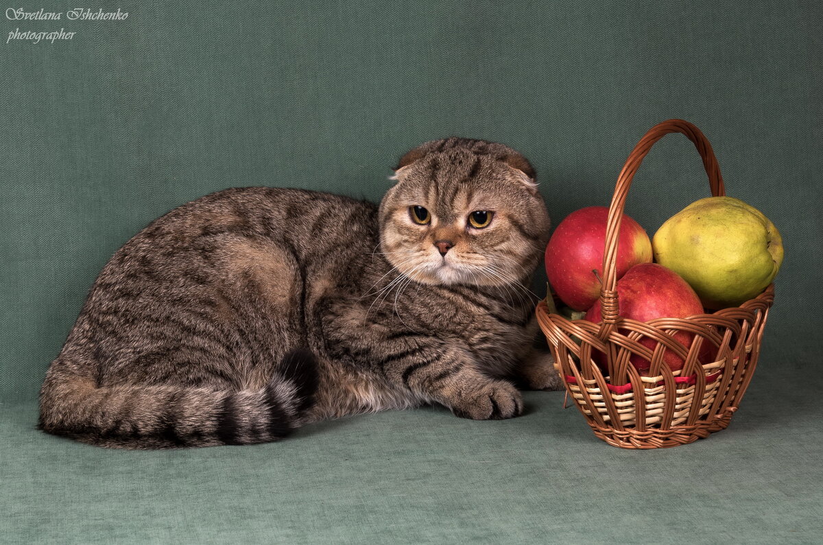 Кот в недоумении. Основа рациона кошки — это белковая пища... - Светлана Ищенко Кот в недоумении. Основа рациона кошки — это белковая пища... - Светлана Ищенко