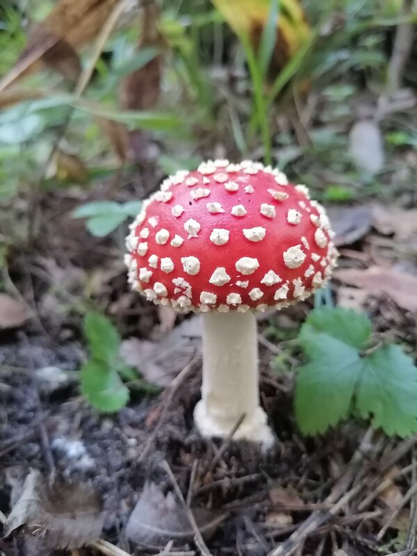 Мухомор - Зоя Мишина