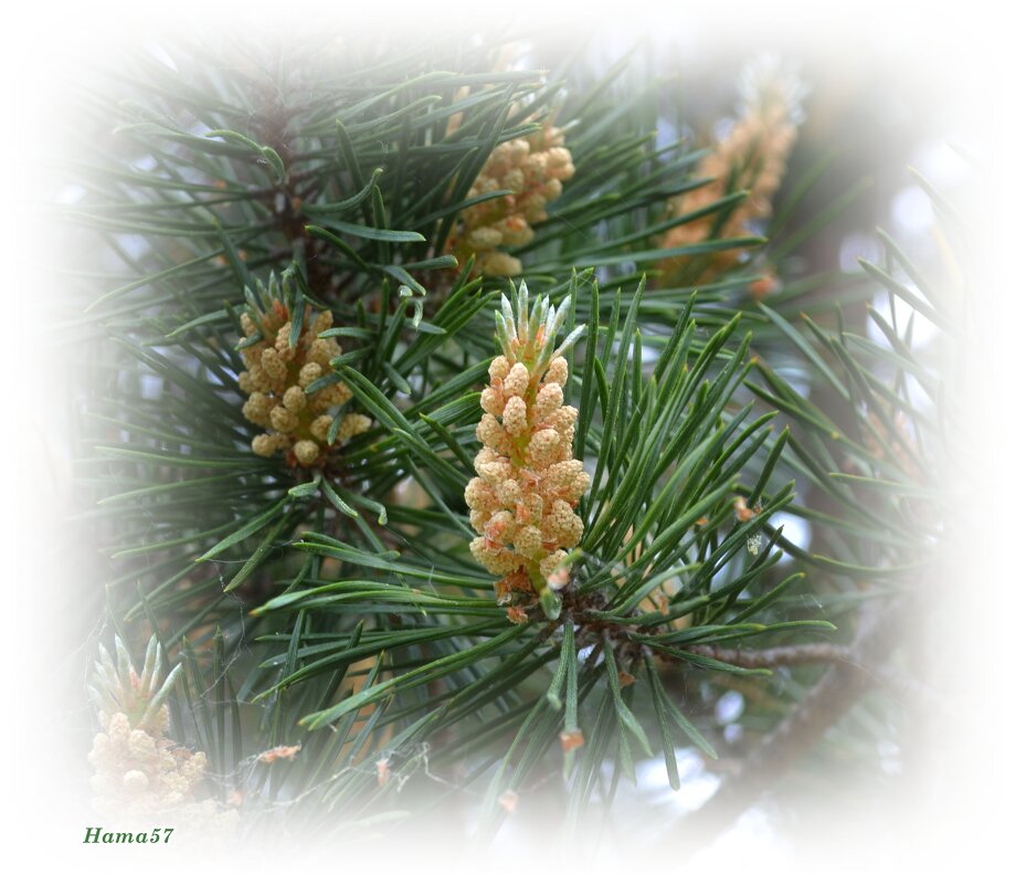 Молодо, зелено - Ната57 Наталья Мамедова