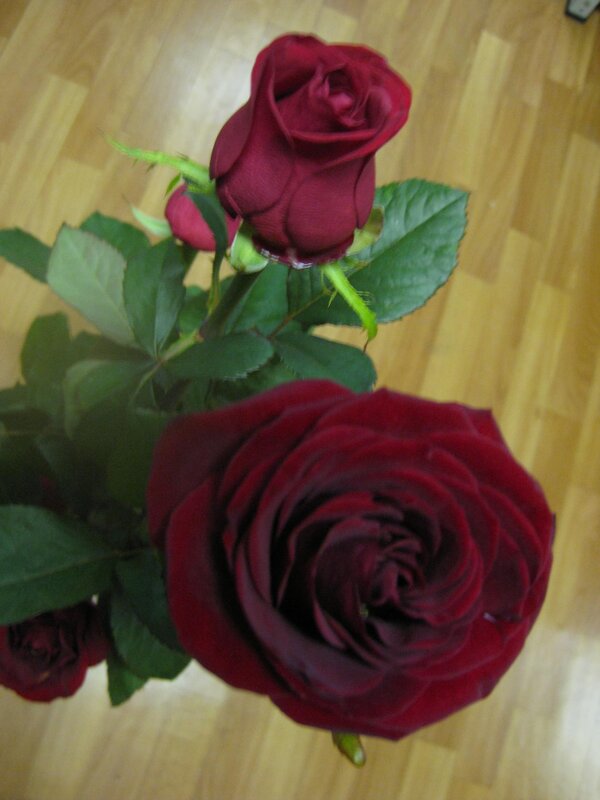 Розочки - Дмитрий Никитин