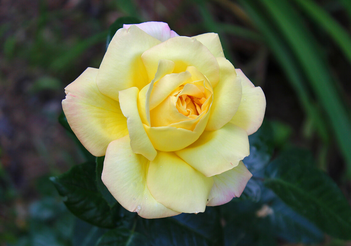 Солнечная красота - Светлана 