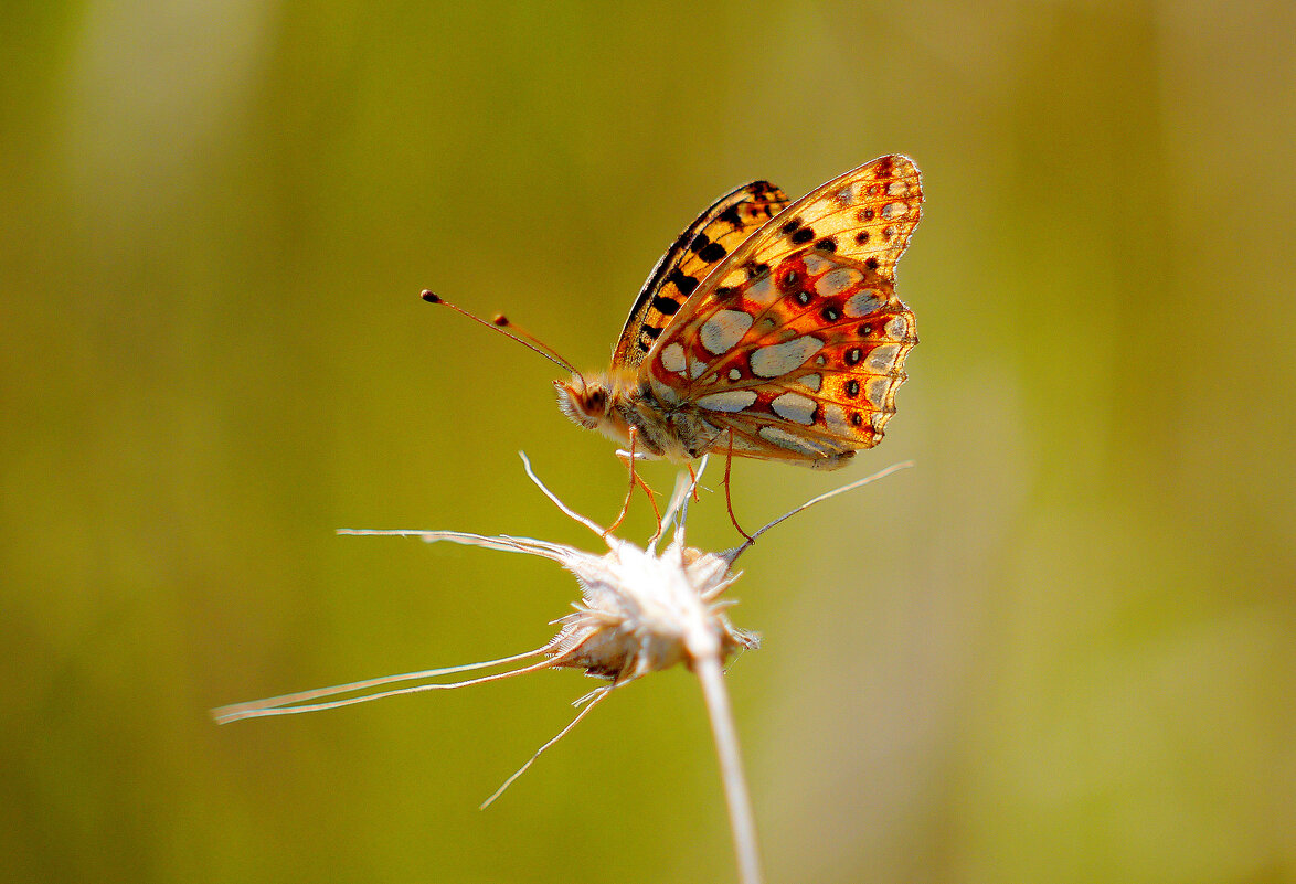 опять про бабочек...161 - Александр Прокудин опять про бабочек...161 - Александр Прокудин