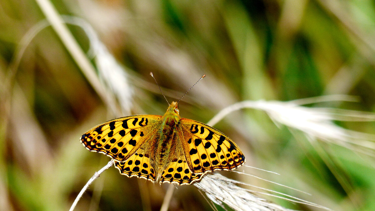 опять про бабочек...163 - Александр Прокудин опять про бабочек...163 - Александр Прокудин