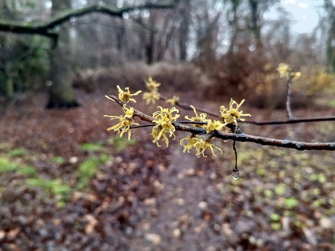 Гамамелис - Сапсан 