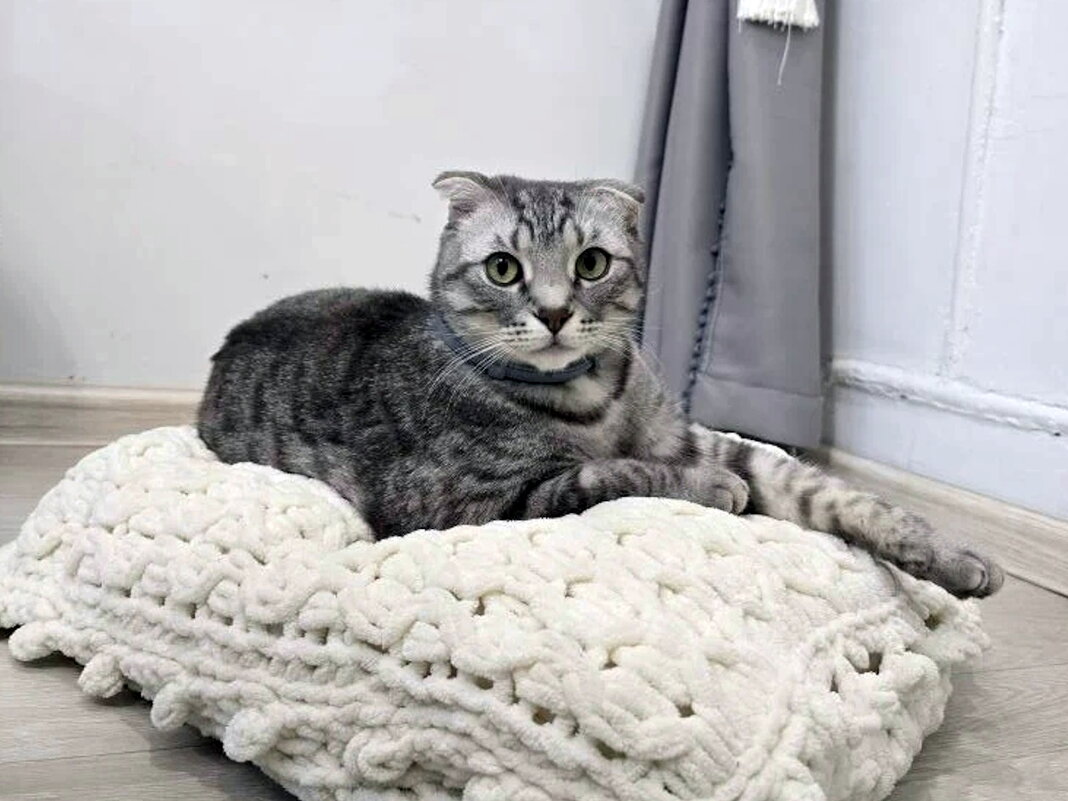 Хозяин на "перине" - Ольга Довженко