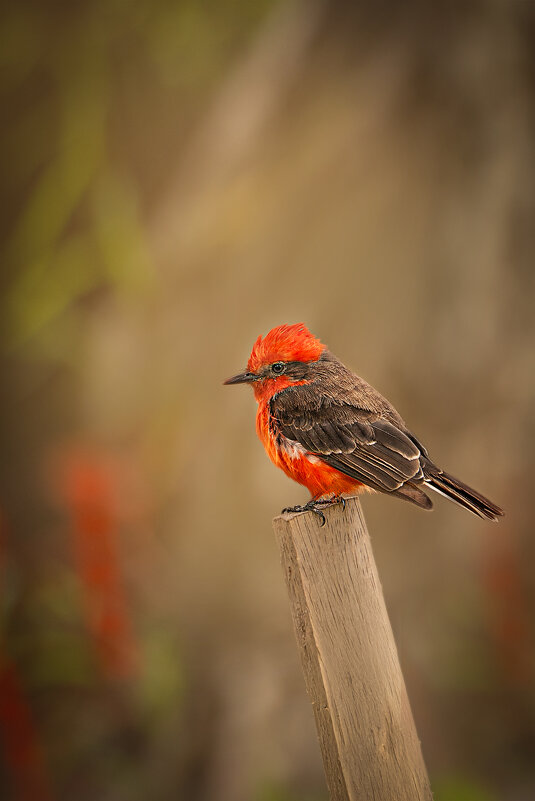 Turtupilin. Питомцы Перу. - Svetlana Galvez Turtupilin. Питомцы Перу. - Svetlana Galvez