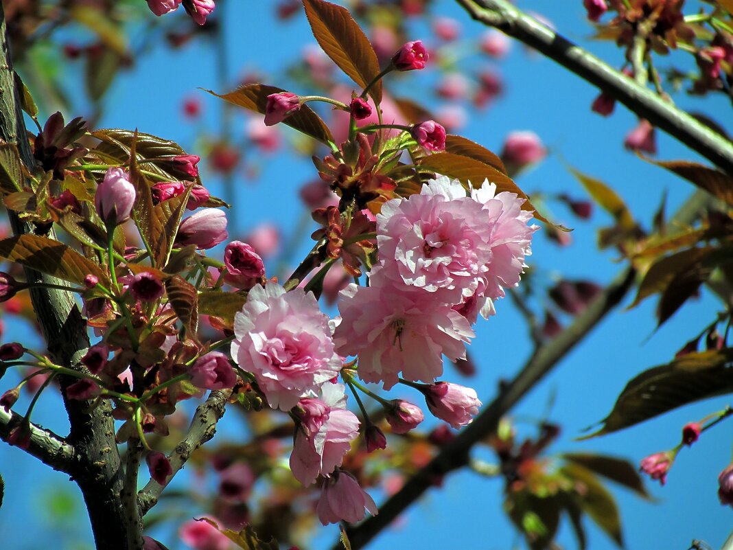 Детали природы - Роман Савоцкий
