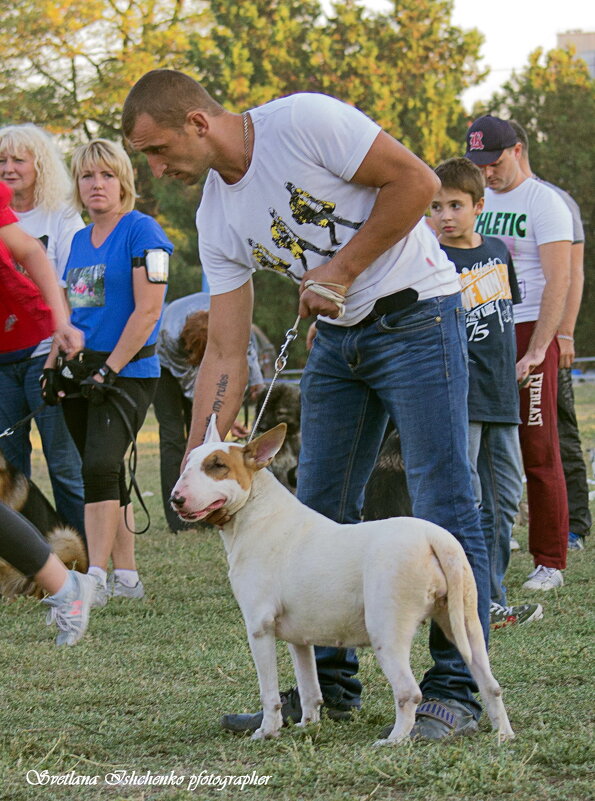 Выставка собак - Светлана Ищенко