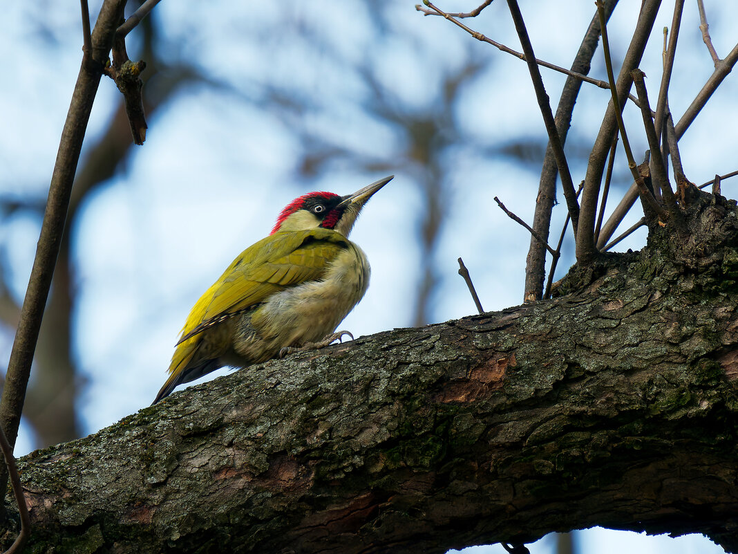 Зеленый дятел - Alex Molodetsky