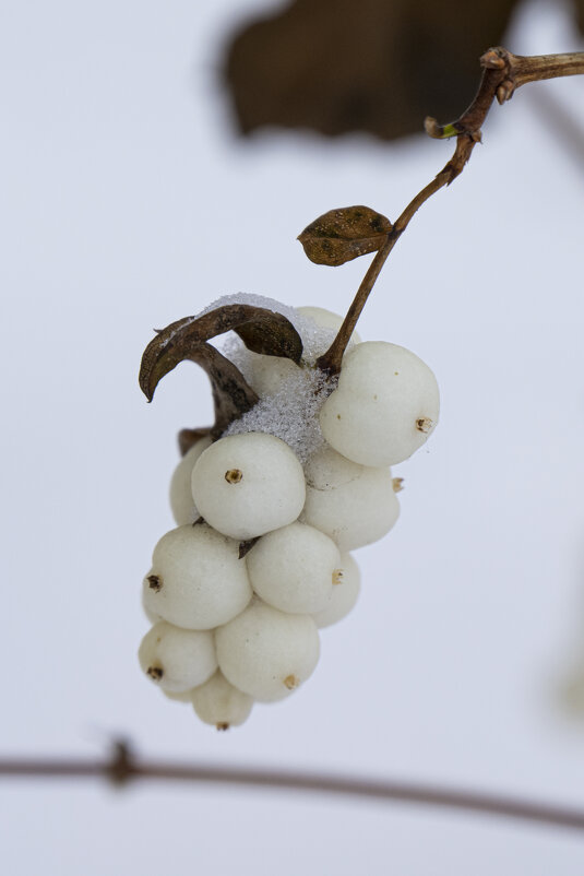 Белоягодник. - Андрей + Ирина Степановы Белоягодник. - Андрей + Ирина Степановы