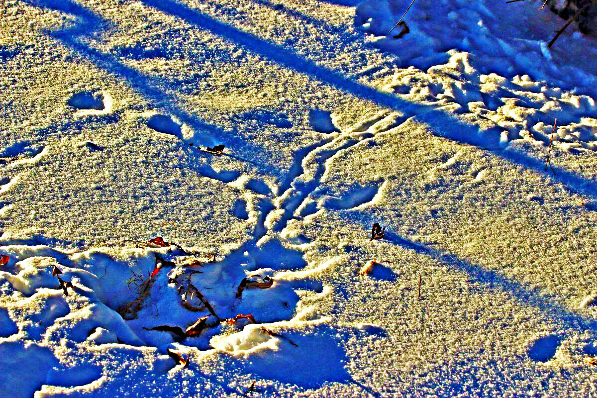 Январь...Сорочьи наброды! - Владимир 