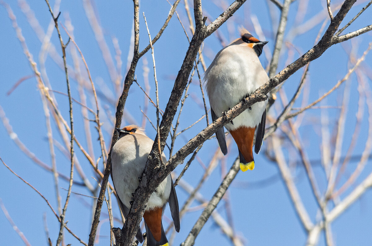 Свиристели - Виктор Иванович Чернюк Свиристели - Виктор Иванович Чернюк